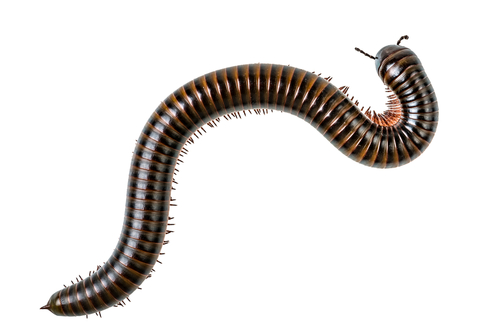 millipede