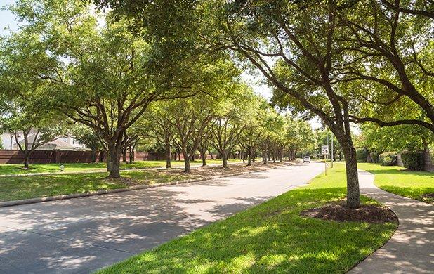 Road surrounded by trees