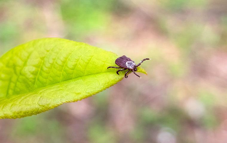 tick on leaf