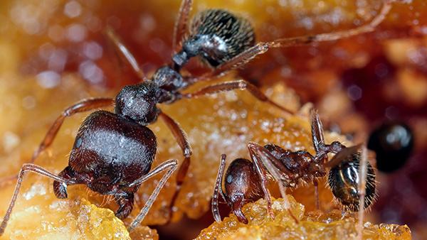 close-up view of house ant