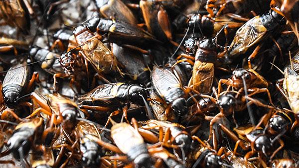 a cricket infestation up close