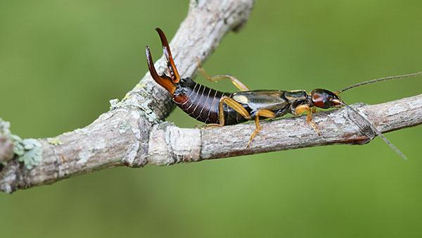 earwig outside on a branch